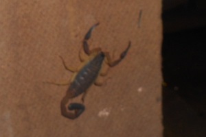 The scorpion we found behind a book case.